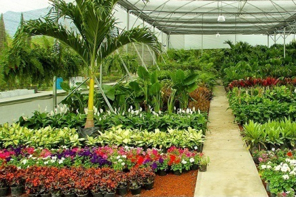 Nursery and Plants